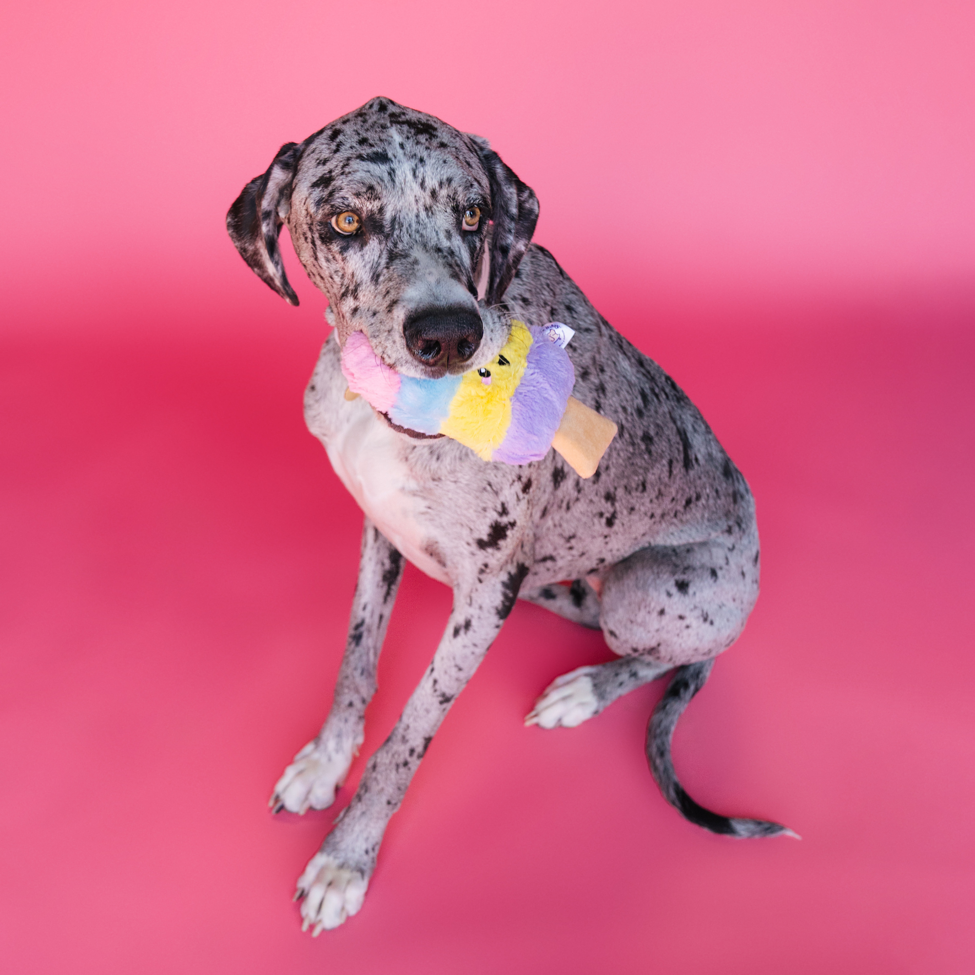 Bundle x Joy - Wholesale Pet Plush Toy - Dog - Poppin Popsicle Summer Dog Toy with Crinkle & Squeaker 3