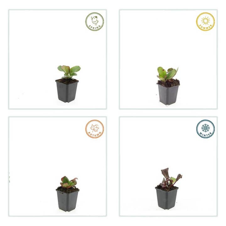 Oasis of Life - Wholesale Live Plant - Bergenia cordifolia 'Herbstblüte' – 48 plants – ↕10-25cm – Ø9cm – Evergreen perennial – Autumn bloom in pink – Easy to care for – For shady locations3