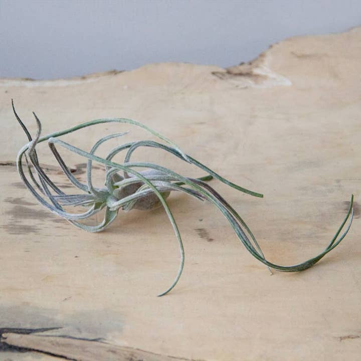 Chive Canada - Wholesale Live Plant - Air Plant Faux - Medium/Large5