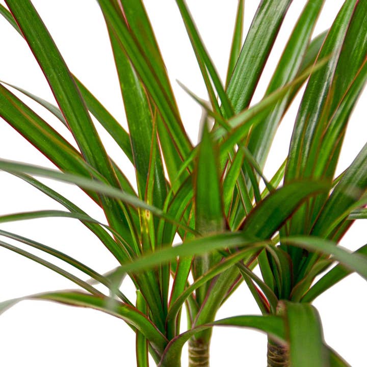 House Plant Wholesale WEST - Wholesale Live Plant - Dracaena 'Marginata Cane'