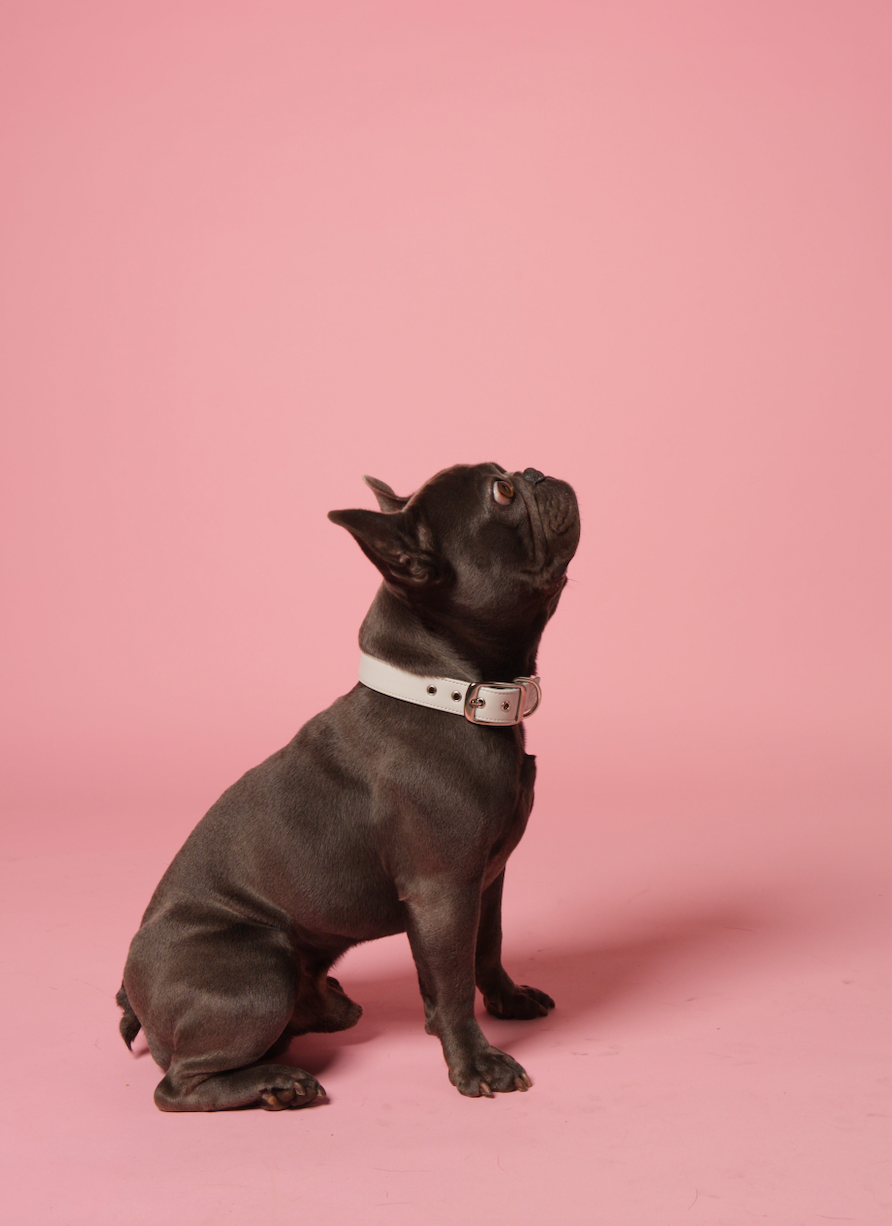 Skylos Collective - Wholesale Pet Collar - Dog - Blue Vegan Leather Dog Collar1