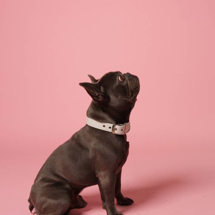 Skylos Collective - Wholesale Pet Collar - Dog - Blue Vegan Leather Dog Collar1