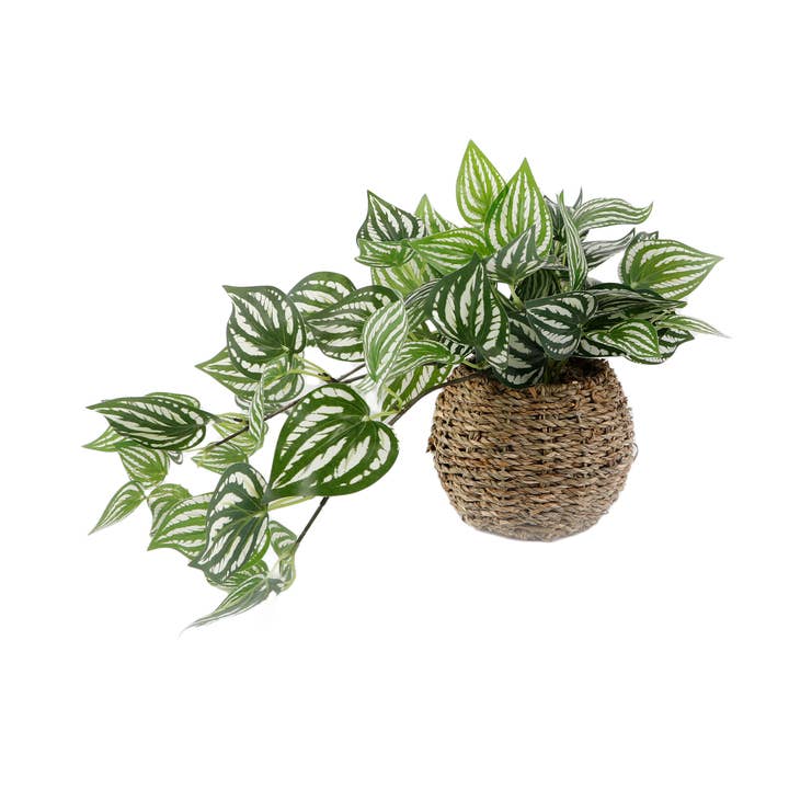 Trailing Ivy in 6" Basket 6*6*4.25 for wholesale by Flora Bunda Inc