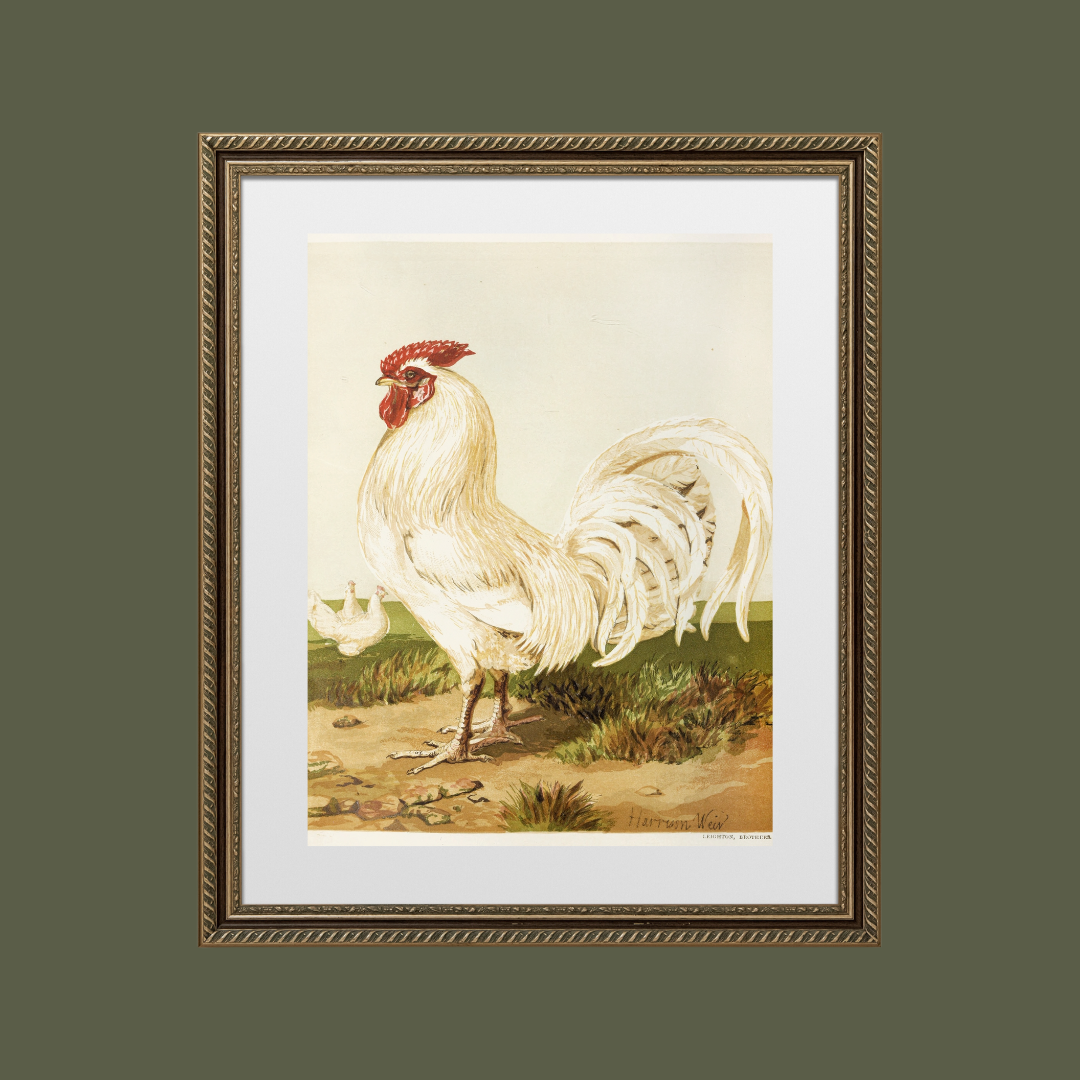 Sea to Skye - Wholesale Art Print - English White Dorking Art Print4