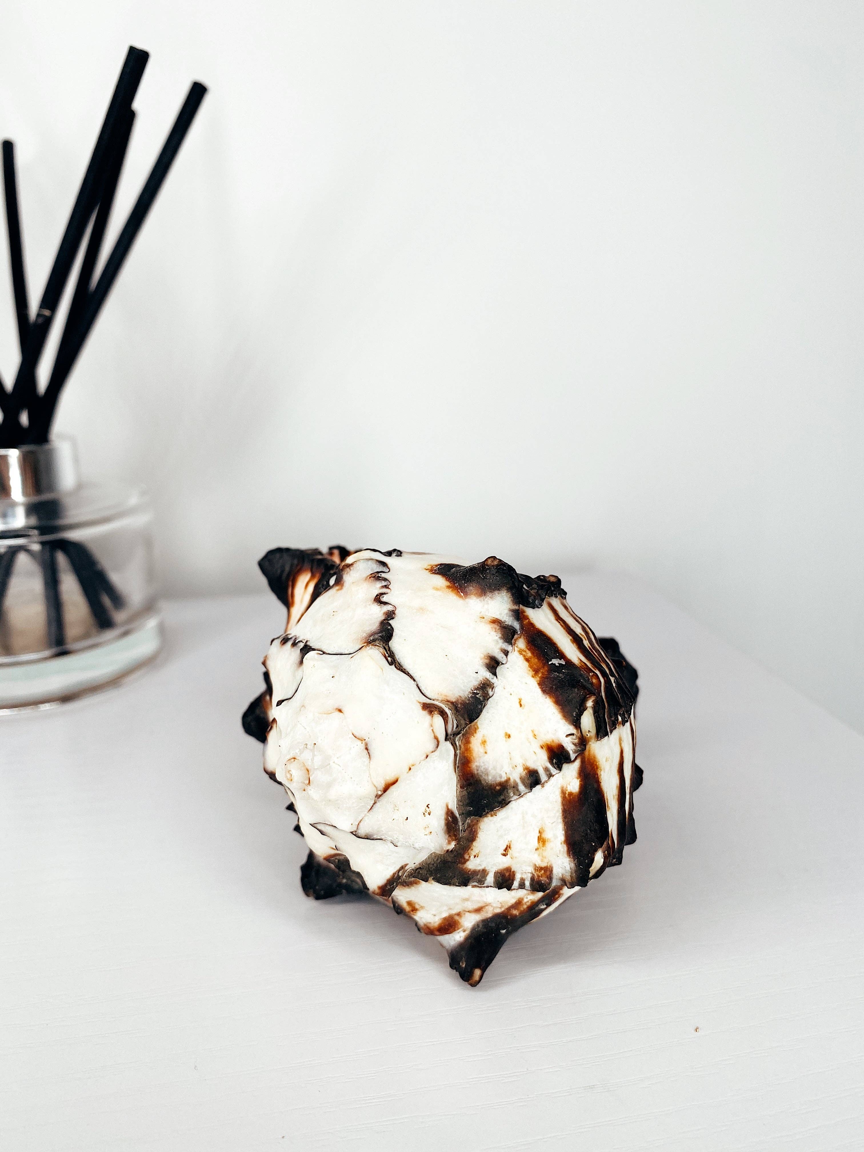 Jasmine Alice Home - Vente Bougies originales - Grande bougie en coquille de murex noir5