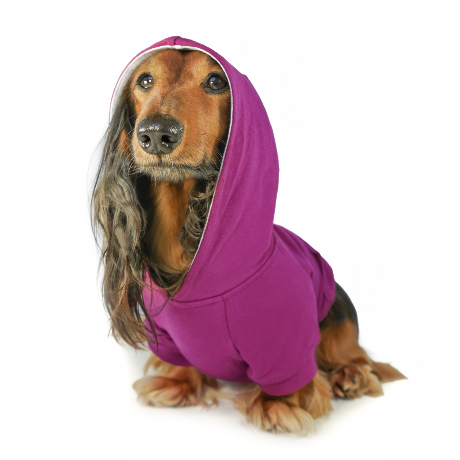 Dachshund Lovers Gift Guide  The Best Sausage Dog Gifts, Merchandise and  Accessories - DJANGO