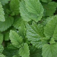 Lemon Balm Live Plant for wholesale by Steep Hill Garden