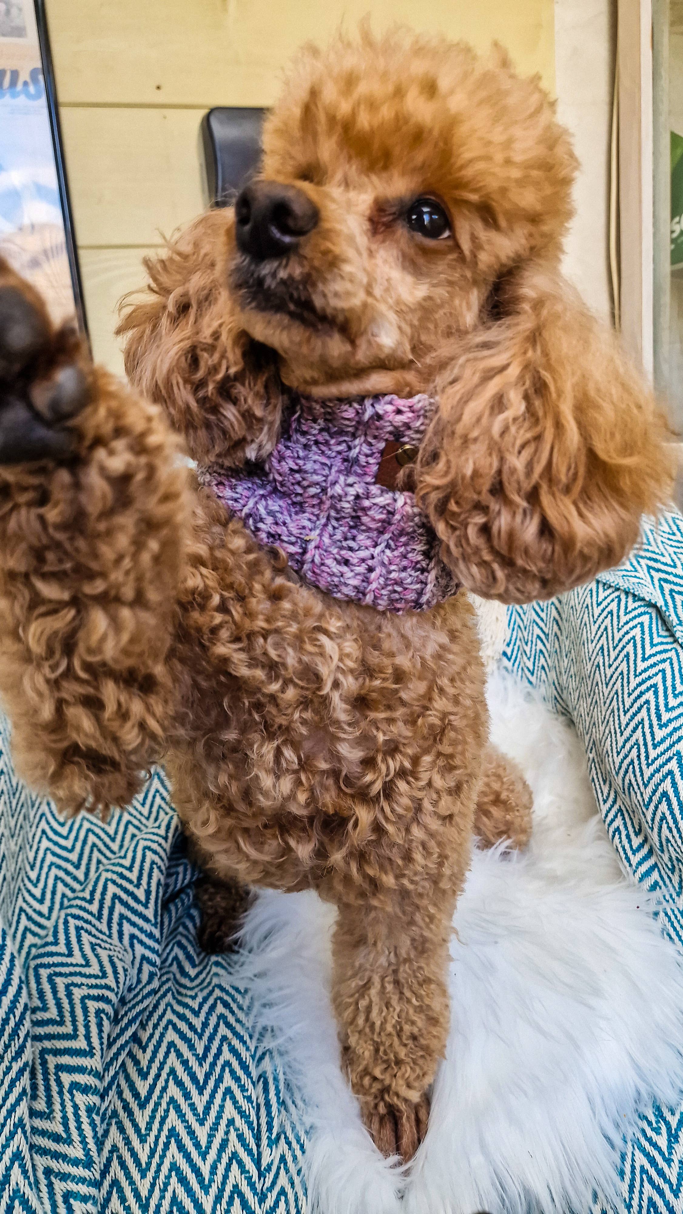 Pet Pooch Boutique - Wholesale Pet snood – Dog - Heather Bloom Roll Top Dog Knitted Snood- UK made/autumn2