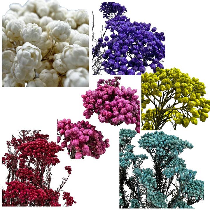 2626 Designs - Wholesale Dried/Pressed Flowers - Preserved Millet ,Rice Flower - Immortelle Flower,Ozothamnu