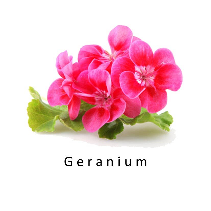 SCENTERPRISES INC – wholesale Parfymer/Eau de Toilette – Breezy Ozonisk parfym13