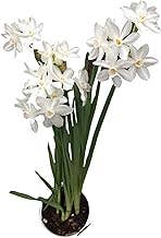 UniqueMartandHome - Wholesale Live plant - Ziva Paperwhites - Indoor Narcissus Bulbs for Holiday (3 Bulbs) -  White Flowering Blooms for Holiday Indoors & Outdoor Gardens1