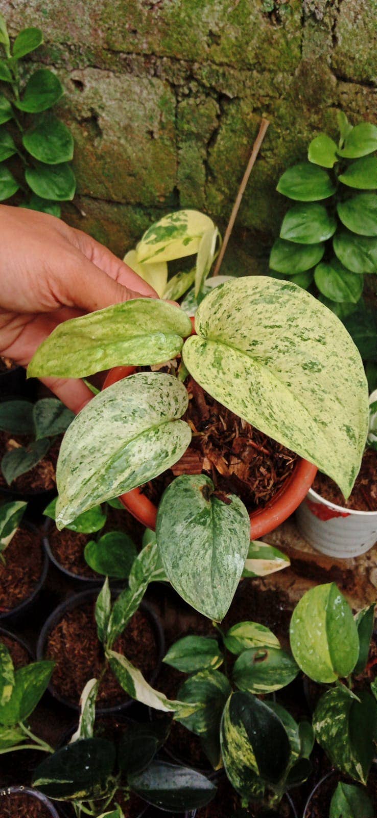 OrchidBox - Wholesale Live Plant - Scindapsus “Cream Blue” variegata variegated | Rare Houseplant1