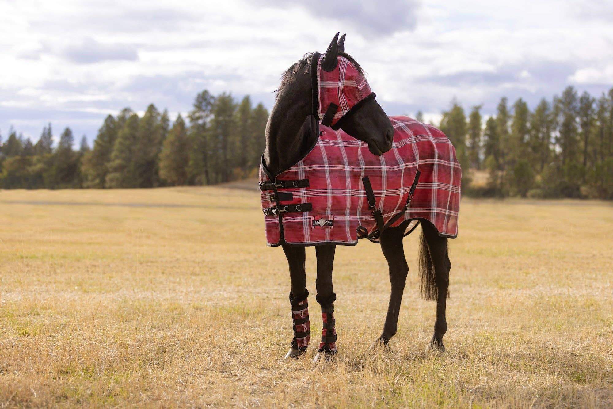 Kensington - Wholesale Horseback Riding Gear - 73% UV Horse Protective Fly Sheet SureFit® Designed for an ideal Fit9