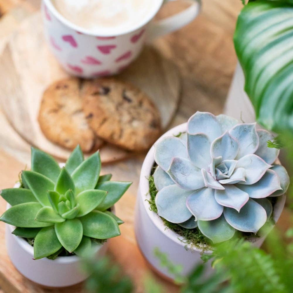 The Little Botanical – wholesale Succulent – Miranda25