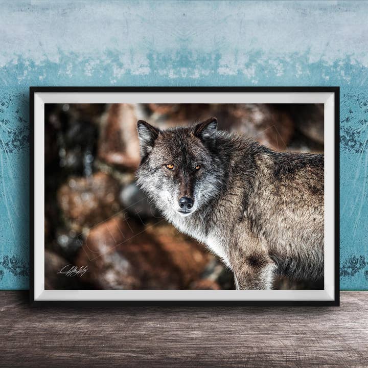 Wolf Art Print | Forest Scene | Special Edition for wholesale by Clifton Haley Photography