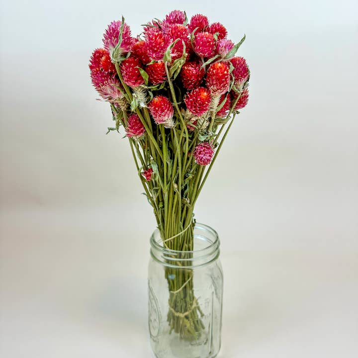 Lovejoy Farms Premium Dried Flowers - Wholesale Dried/Pressed Flowers - Red Globe Amaranth - Naturally Dried Flowers2