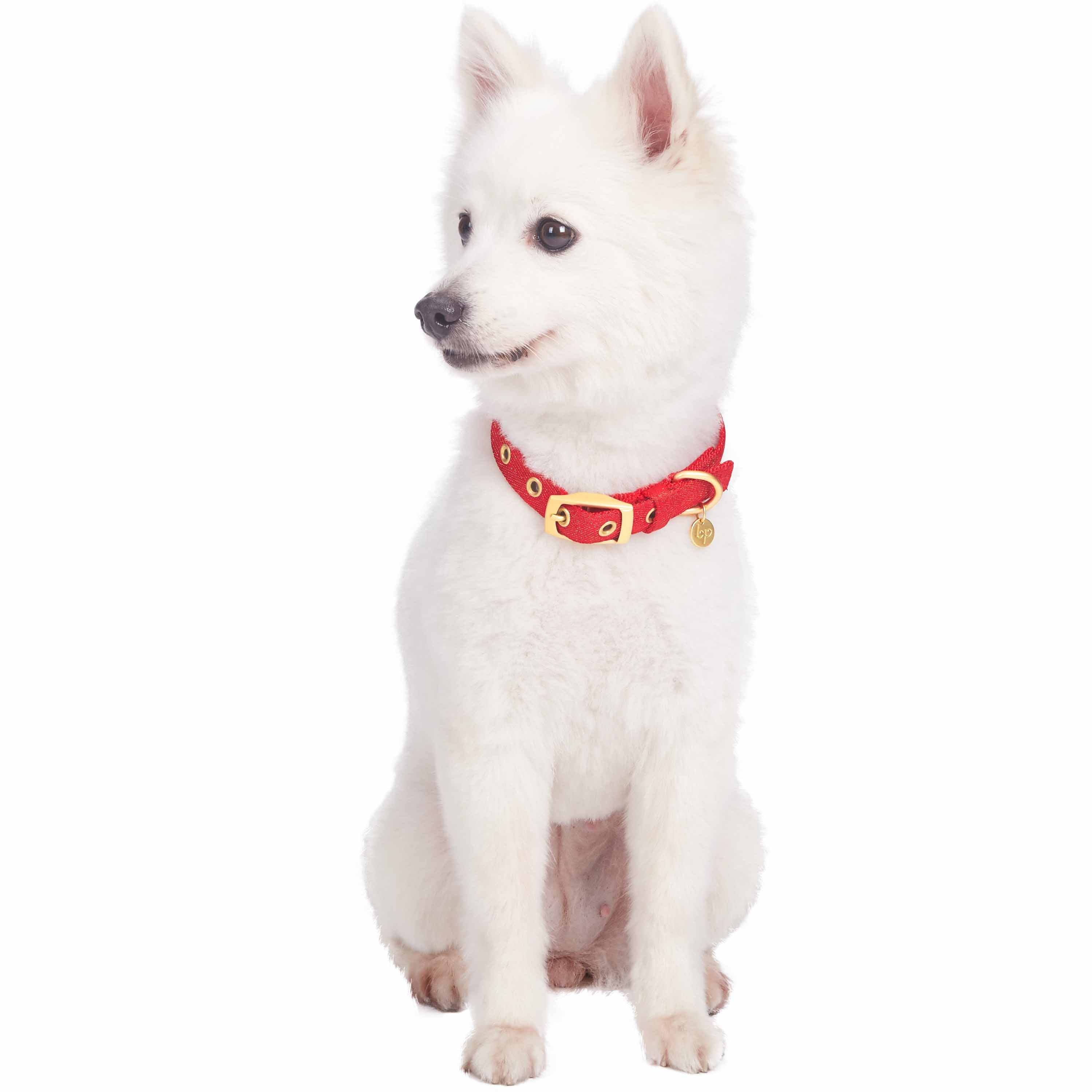 Blueberry Pet – coleira - Cão por atacado – A mais cobiçada designer de fio metálico para cão11