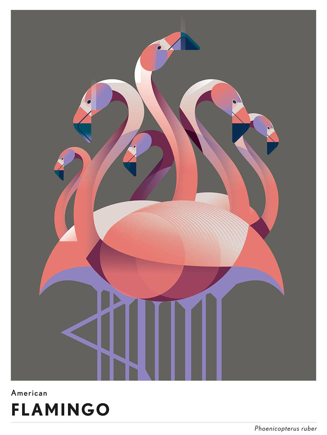 BLUE SHAKER - Wholesale Art Print - Mark Harrison - Animal Flamingo0