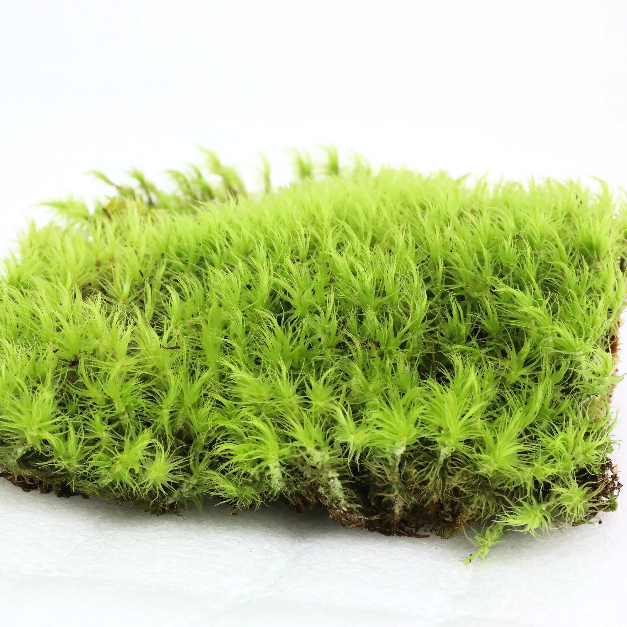 Mossify - Wholesale Live plant - Live Mood Moss – Dormant 6x6" Squares, Hand-Harvested9