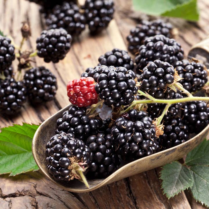 Cedar, Sage, & Blackberry Incense Cones for wholesale by Beaches of Tunisia, LLC