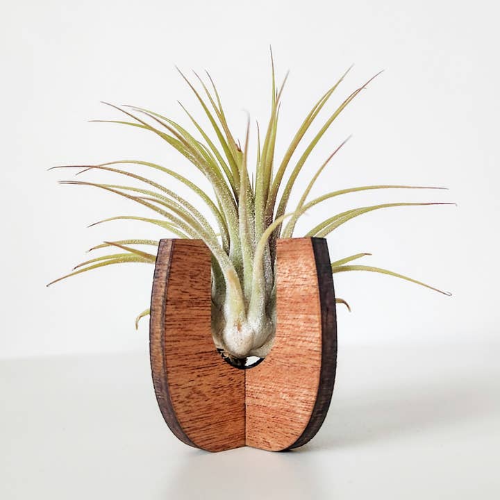 Air Plant Stand - Wooden Holder Display (Curved Sides) for wholesale by Leaf & Node