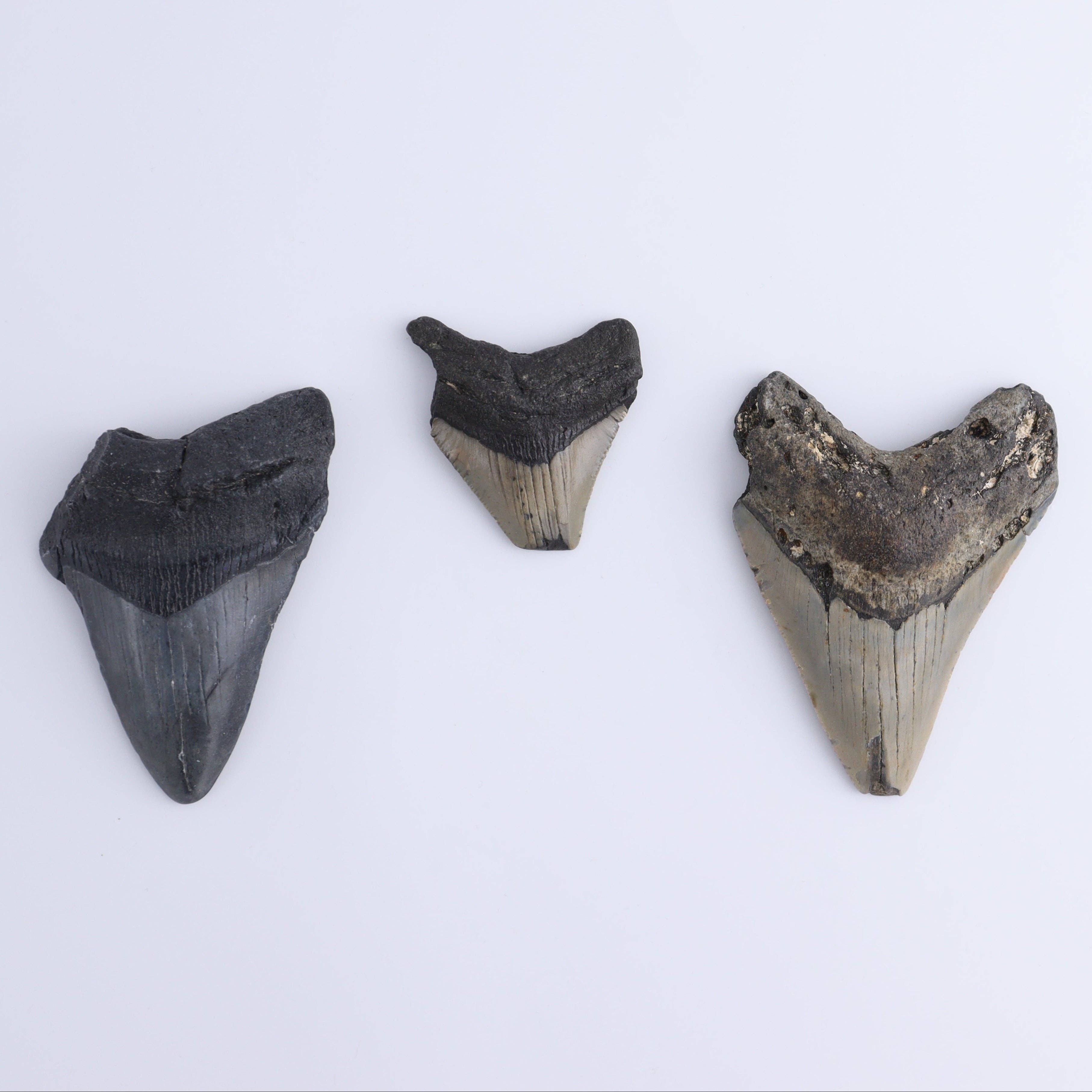 Mi Esperanza Minerals - Wholesale Decorative Tabletop Object - Megalodon Teeth Set of 62