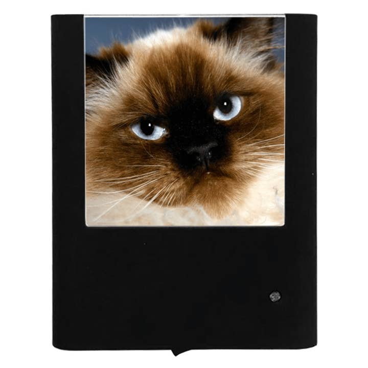 Himalayan Cat for wholesale by Nightlight Studio