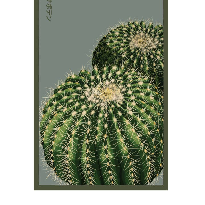 2026 Cactus Indoor Seeds Packet for wholesale by Chive