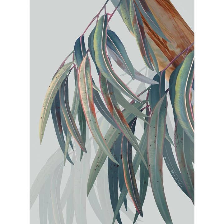 ”Boroondara” |Australian Blue Gum Eucalyptus Print-Porträtt för wholesale av Banksia Blue Studio