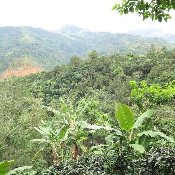 CAFES SIERRA SEGURA SL – Grãos de café por atacado – Café Selección Arábica1