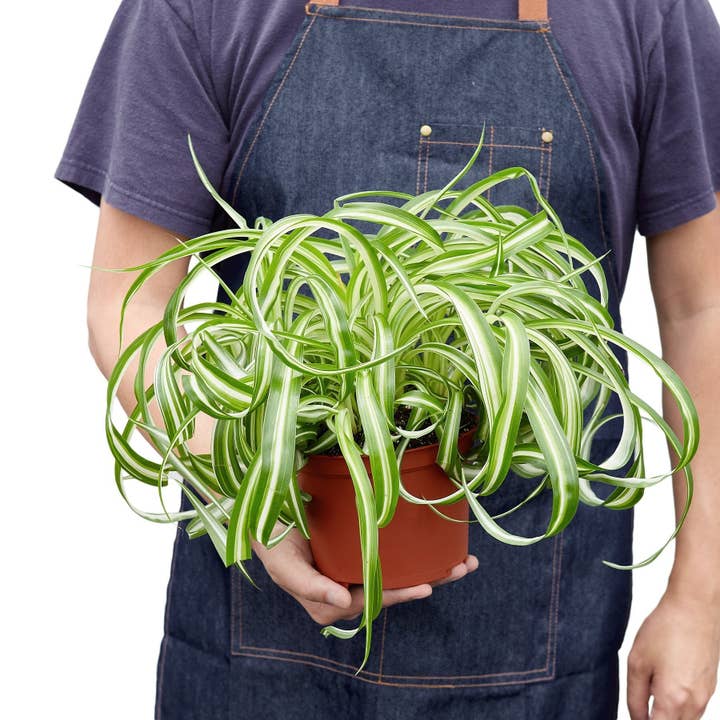 House Plant Wholesale WEST - Wholesale Live Plant - Spider Plant 'Bonnie'