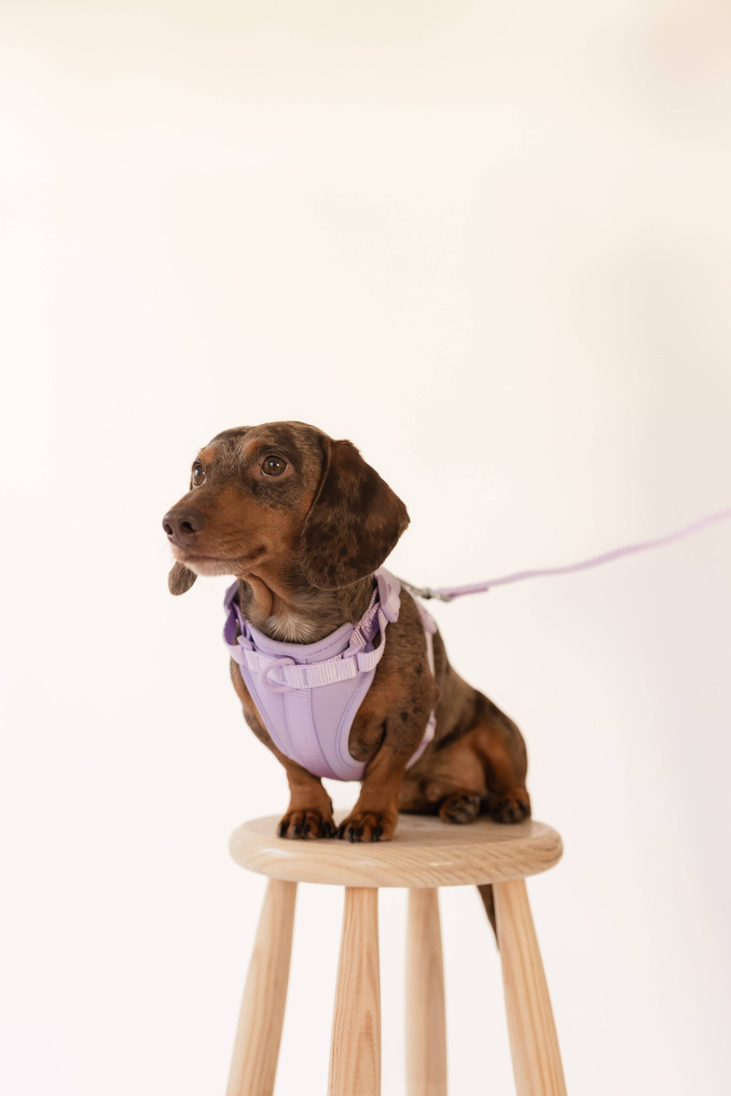 PRILTON - Wholesale Pet Harness - Dog - Harness - Lilac