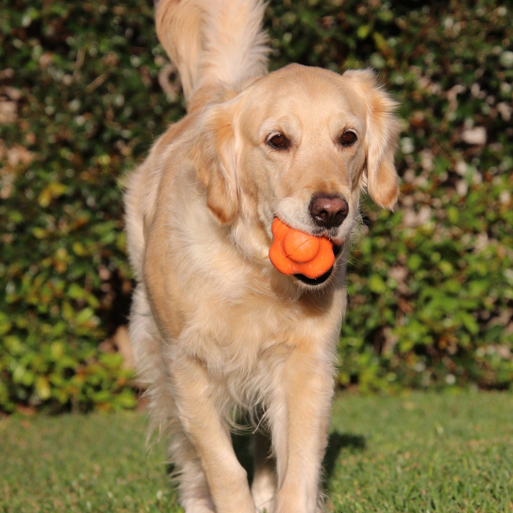 Rover Pet Products - Wholesale Pet Chew Toy - Dog - Crazy Bounce (Power Chewers)15