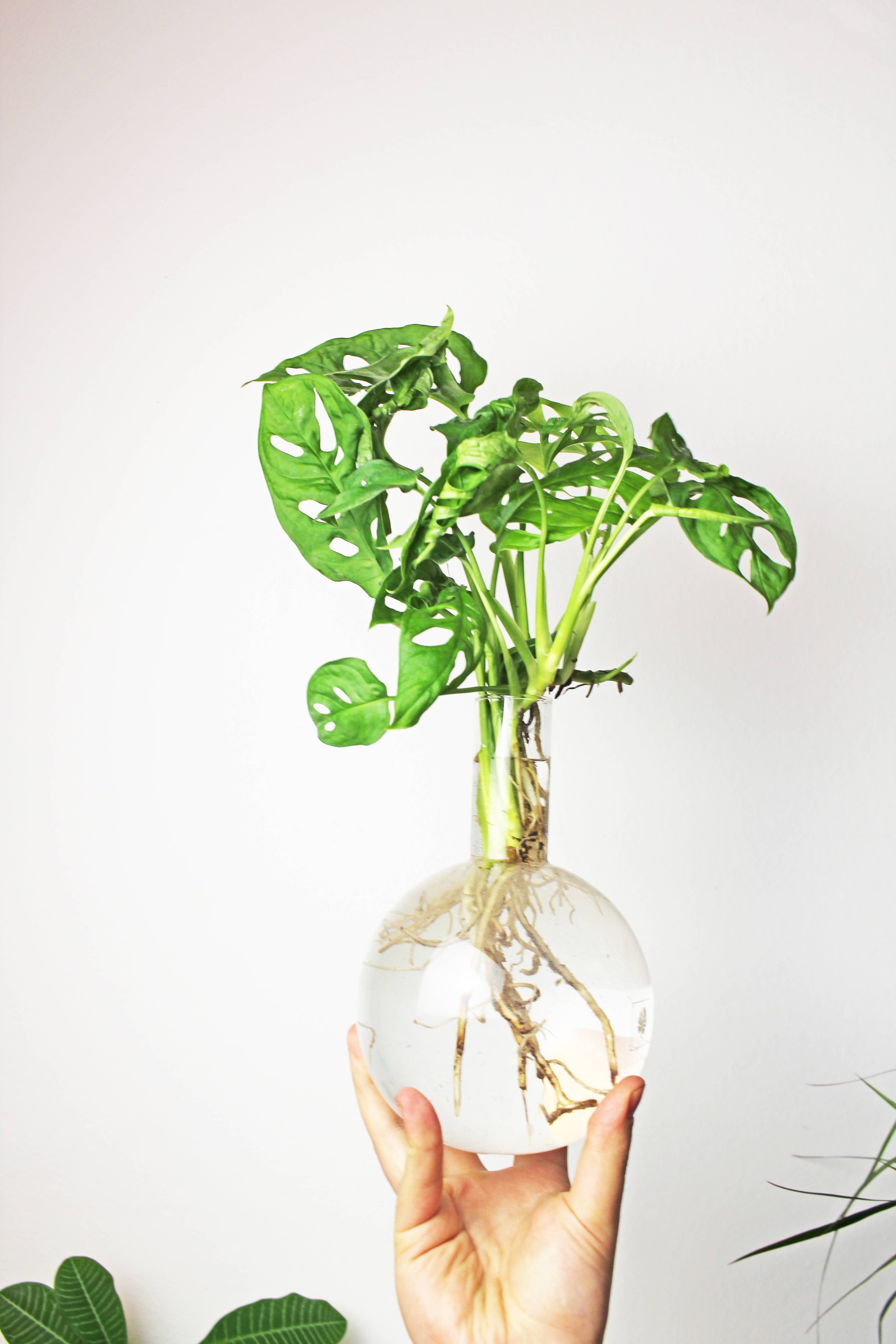 MAGS – wholesale Vase – Hydrovase Flora2