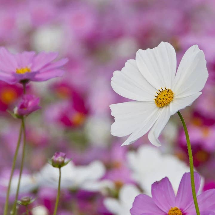 Bentley Seed Co. - Wholesale Plant Seeds - Cosmos Sensation-Mixed Colors-Cosmos Bipinnatus