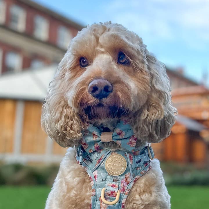Pawsome Paws - Wholesale Pet Bow Tie - Dog - Disney© Bow Tie - Winnie The Pooh