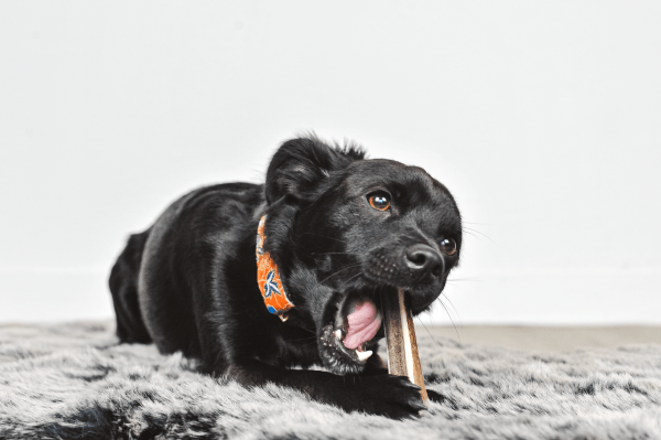 Evident - Wholesale Pet Bone/Rawhide - Dog - TOBY - Sliced deer antler to chew for dogs10