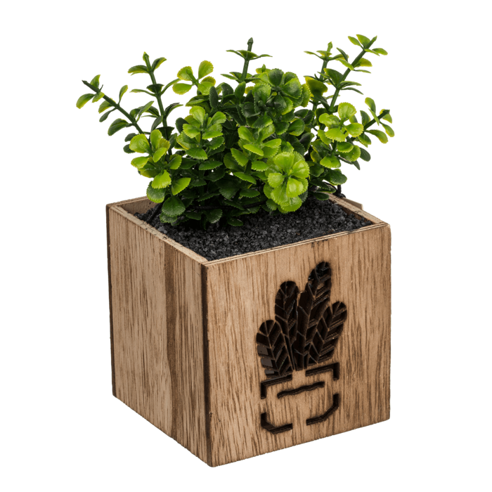 Out of the blue KG - Wholesale Succulent - Deco Succulent,2