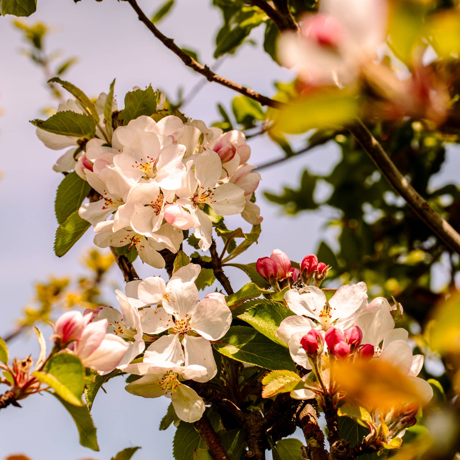 Little Apple Treats - Wholesale Vinegar - Pinot Noir + Apple Cider Vinegar3