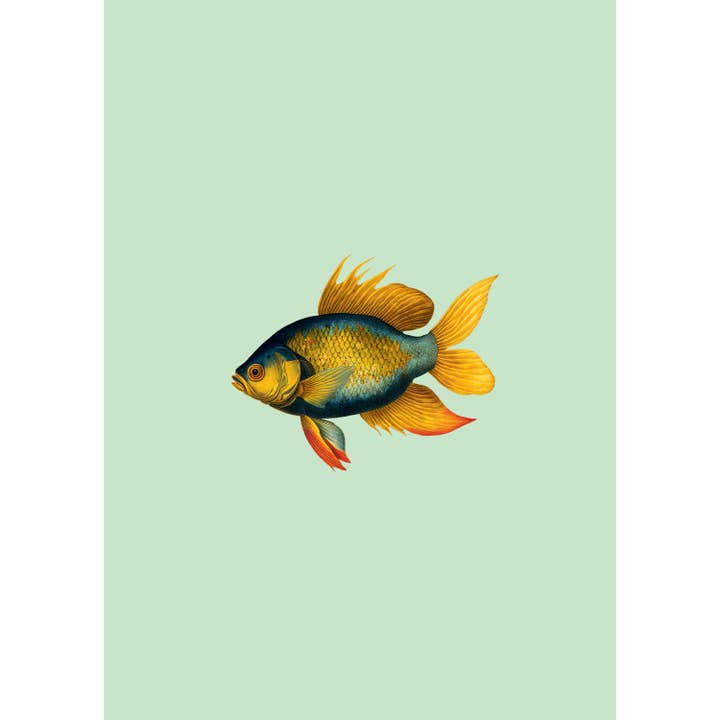 Impression A3 Poisson rouge pour la vente par 30x40