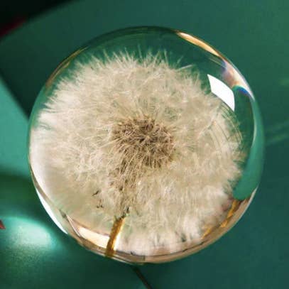 Bola de lente de resina de cristal Dandelion Real 80mm por atacado de Crystolver (We Cover All Import Fees)