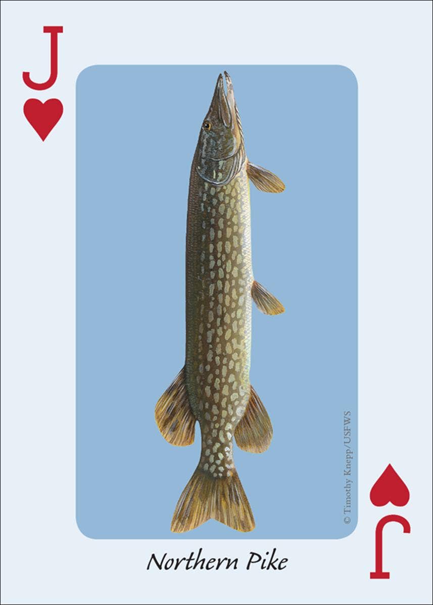 AdventureKEEN - Wholesale Playing Cards - Fish of the Midwest Playing Cards3
