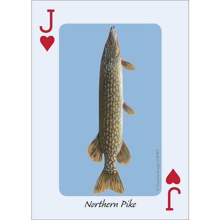 AdventureKEEN - Wholesale Playing Cards - Fish of the Midwest Playing Cards3