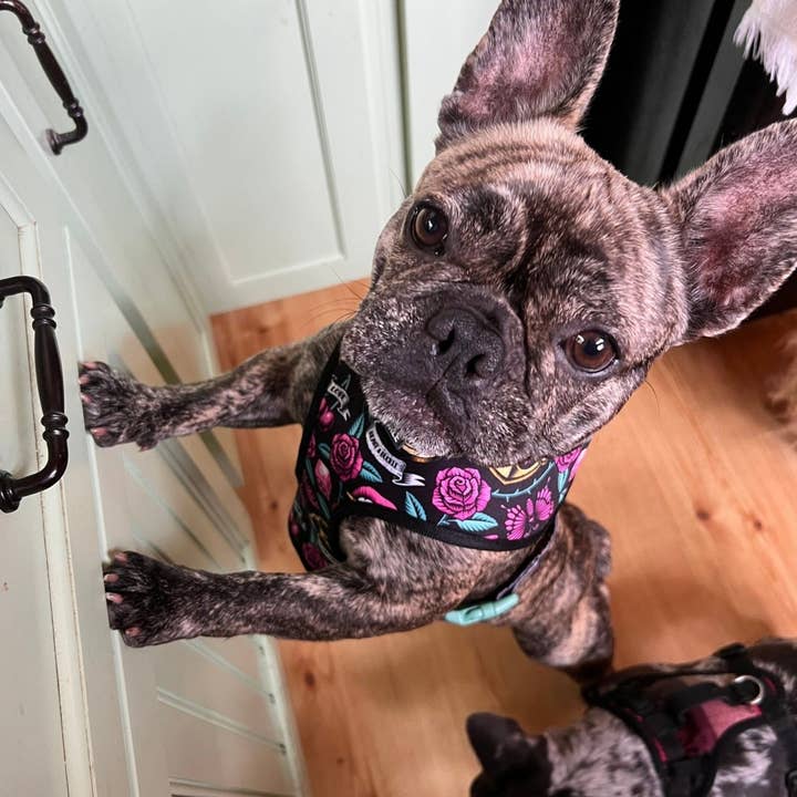 Beast & Buckle - Wholesale Pet Harness - Dog - Girly Tattoo Reversible Dog Harness2