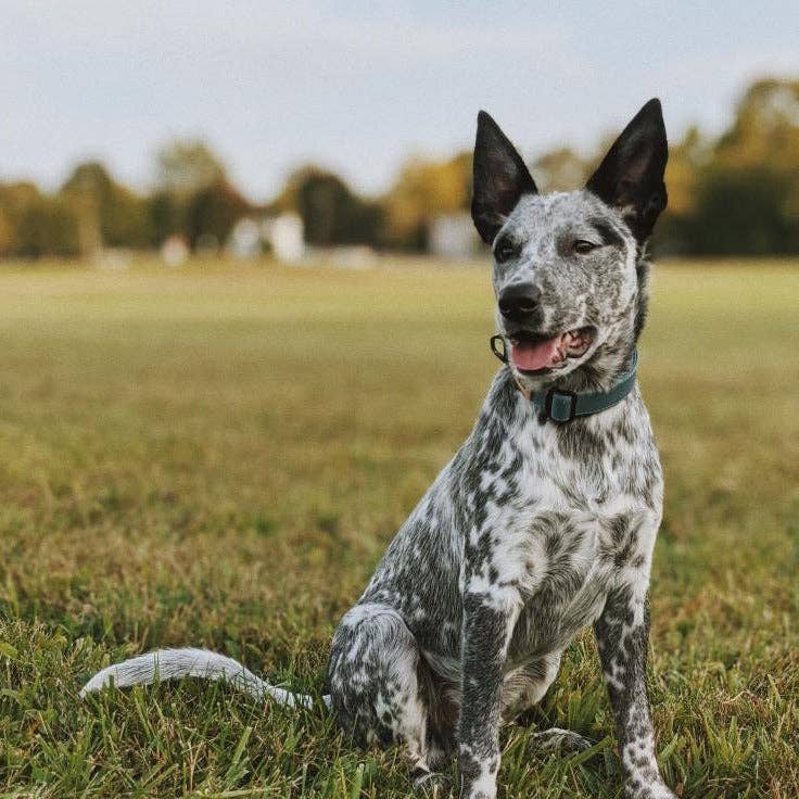 Herzog - Wholesale Pet Collar - Dog - Great Lakes Blue Collar - Recycled Ripstop1