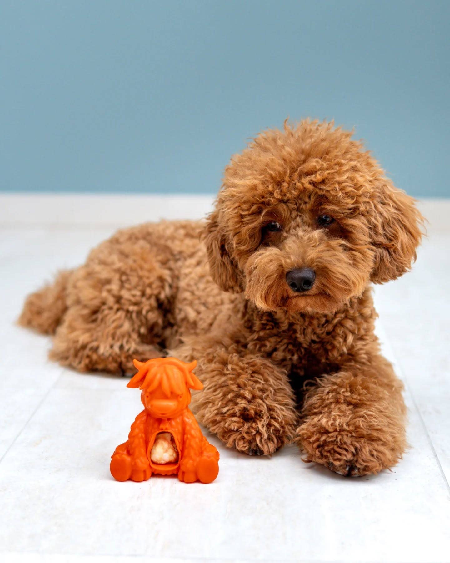 Yeti Dog Chew - Wholesale Pet Chew Toy - Dog - Puff & Play Starter Kit-Yak4