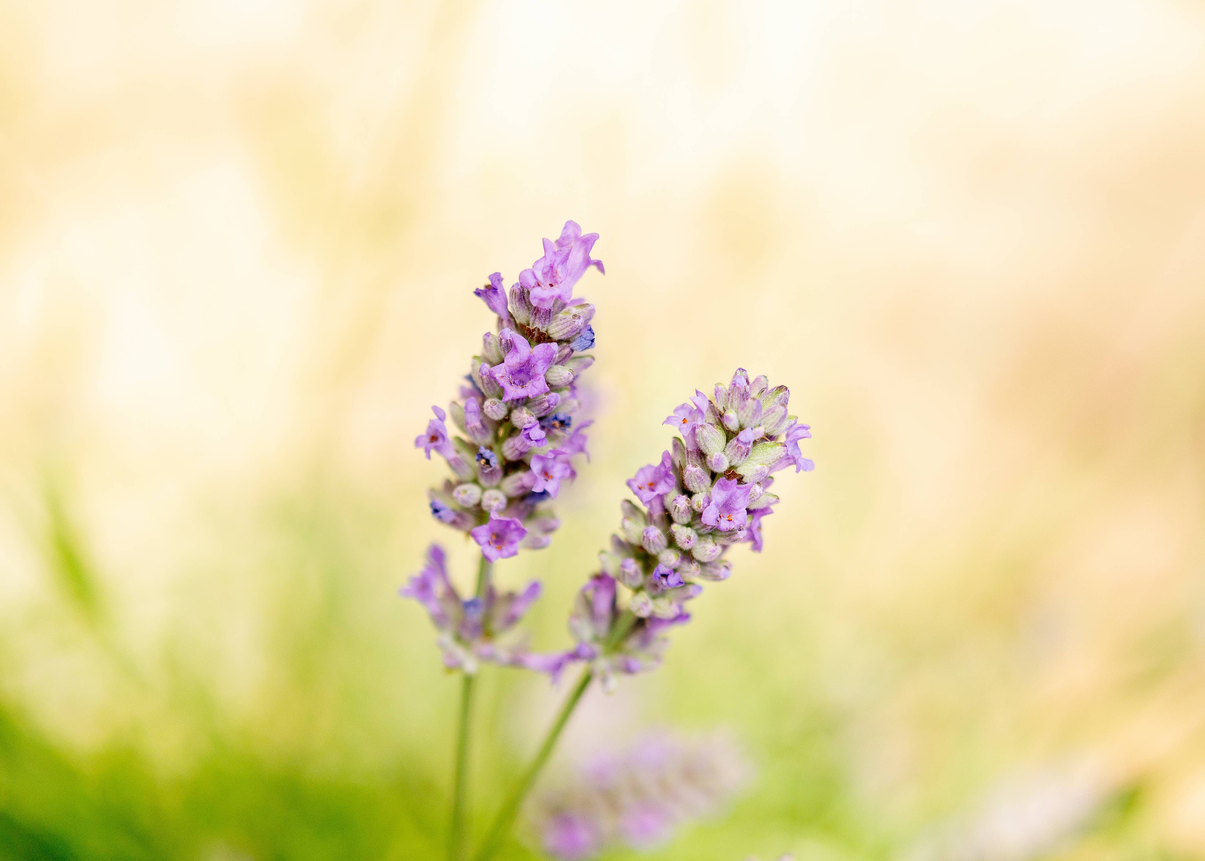 Happy Plantes – wholesale Health/detox tea – Organic herbal tea Lavender flowers Relax Calming, 25g2