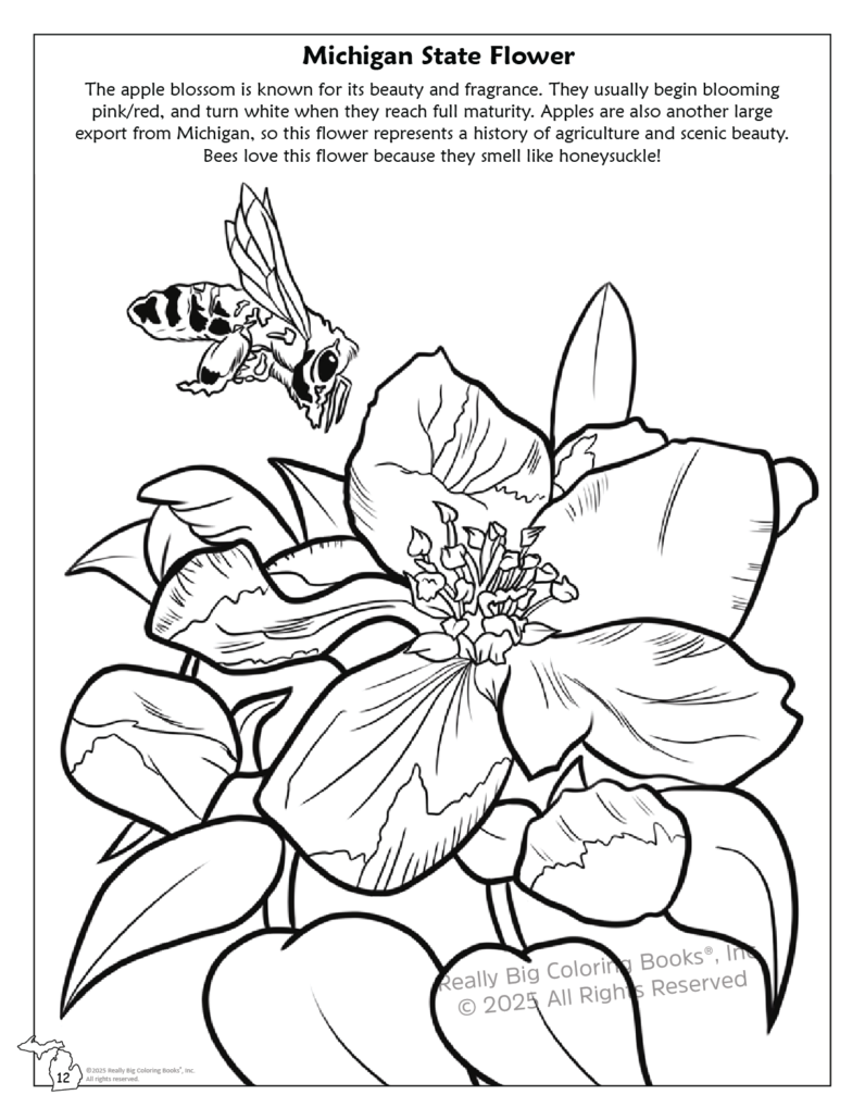 Really Big Coloring Books | ColoringBook.com – Großhandel Mal- & Aktivitätsbuch – Kind & Baby – Malbuch der Michigan State 8,5 x 112