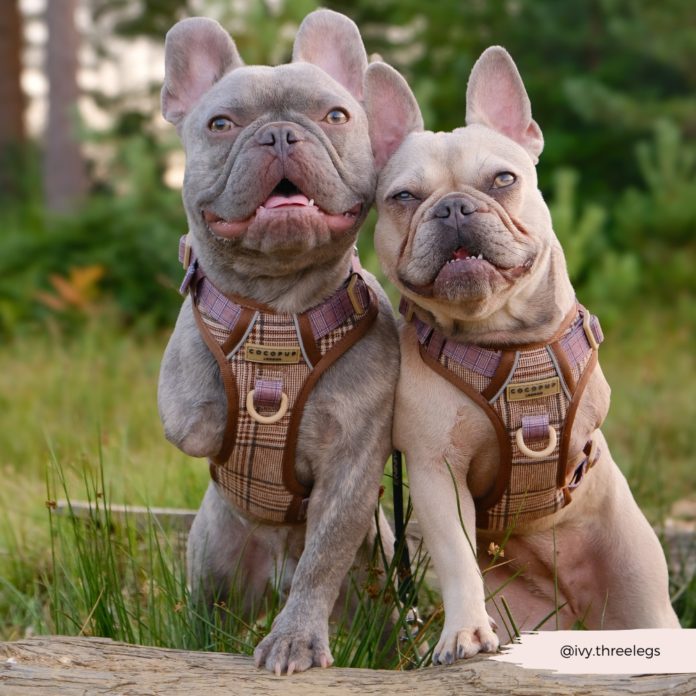 Cocopup London – wholesale Pet harness – Dog – Explore Harness - Pup Plaid6