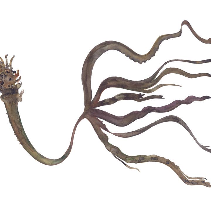 Rock Pool Kelp for wholesale by Fiona Chivers